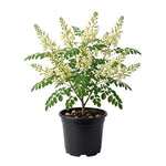 2 Moringa Plants, 12-18 Inch Moringa Oleifera Drumstick Plants Live, Large Moringa Tree in Outdoor Planting, High Yielding