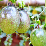 Passion Fruit Tree Live Plant, Purple Passionfruit Vine Plant, Passion Plant 5 to 7 Inc Tall, Gardenining Indoor Outdoor