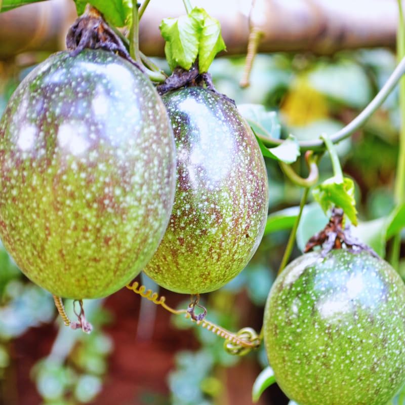 Passion Fruit Tree Live Plant, Purple Passionfruit Vine Plant, Passion Plant 5 to 7 Inc Tall, Gardenining Indoor Outdoor