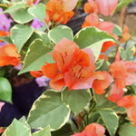 2 Orange Ice Bougainvillea Plants Live, Flowering Bougainvillea Vine for Outdoor Garden or Trellis, 5-9 Inch Tall, Very Hardy