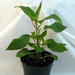 2 Vibrant Sage Salvia Live Plants, Fragrant Perennial Sage Plants Live for Spring Planting, Summer Planting, 5 to 10 Inches in Tall, (Hot Lips)