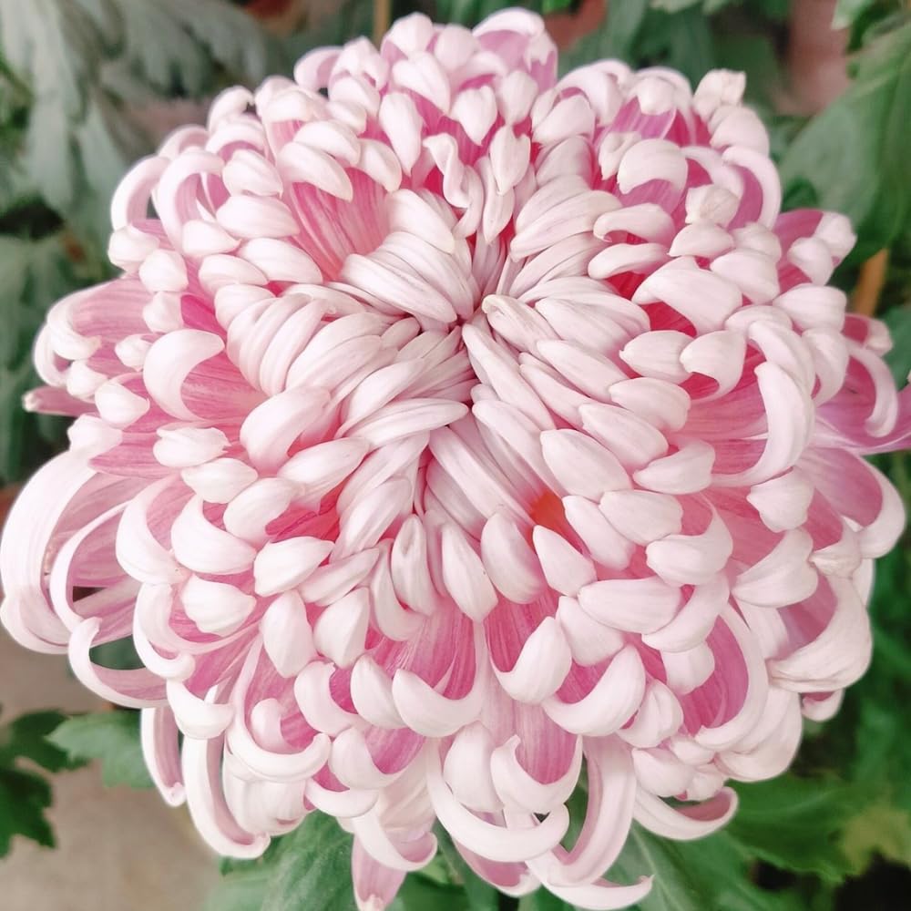Chrysanthemum Flower Plant, Mums Plant Live, 5 to 7 Inc Tall Chrysanthemum Plants Live for Gardening Outdoor Indoor Planting, Double Pink Flower Mum Live Plant