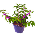2 American Beautyberry Trees Live Plants, Beautyberry Bush Shrub Plant, 5 to 7 Inc Tall