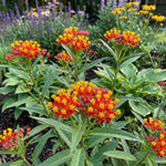 3 Red Milkweed Plant Live, Asclepias Tuberosa Butterfly Bush, 4-8"