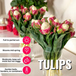 5 Tulip Bulbs for Spring Planting, Ice Cream Tulip Bulbs for Fall Planting, Flower Bulbs Growing