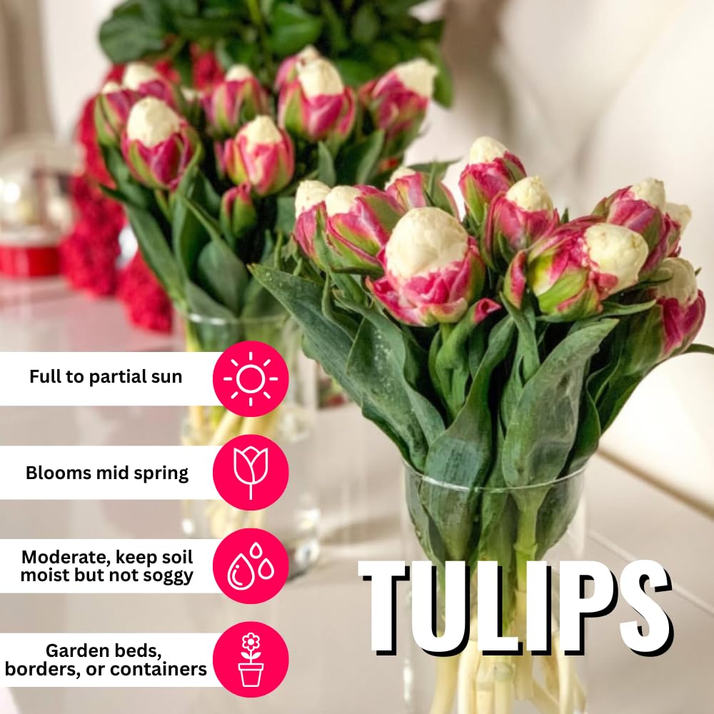 5 Tulip Bulbs for Spring Planting, Ice Cream Tulip Bulbs for Fall Planting, Flower Bulbs Growing