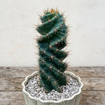 Large Spiral Cactus Plant Live in 6" Pot, Rare Twisted Cactus, Live Spiral Succulent, Easy-Care Houseplant, 4-7 Inches Tall, Well-Rooted