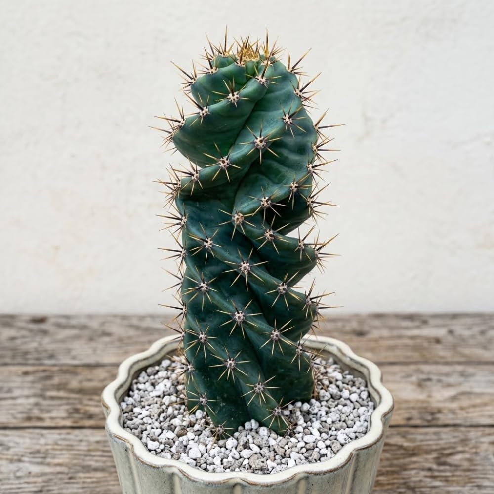 Large Spiral Cactus Plant Live in 6" Pot, Rare Twisted Cactus, Live Spiral Succulent, Easy-Care Houseplant, 4-7 Inches Tall, Well-Rooted