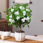 3 Cape Jasmine Plants Live, Frost Proof Gardenia Plants Live, 3 to 6 Inc Tall, Live Jasmine Plant, Gardenia Plant
