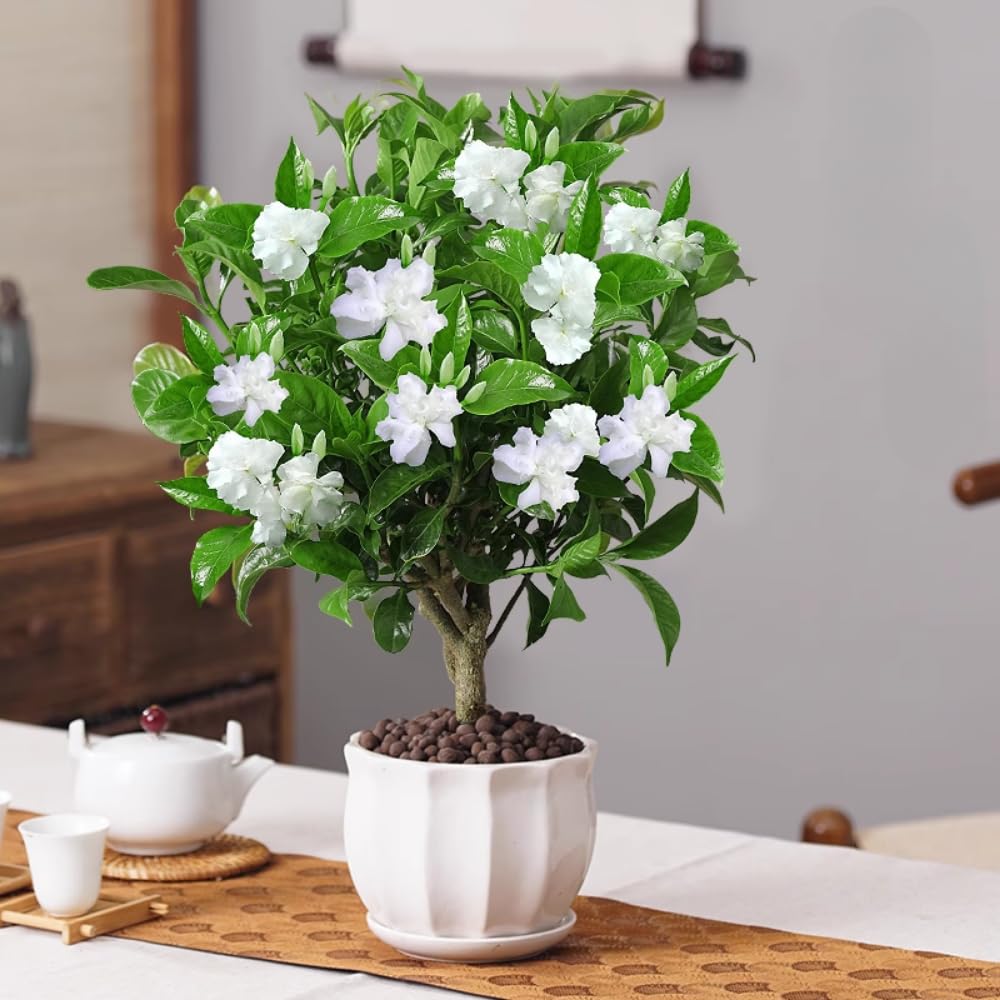 3 Cape Jasmine Plants Live, Frost Proof Gardenia Plants Live, 3 to 6 Inc Tall, Live Jasmine Plant, Gardenia Plant