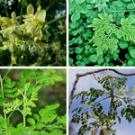 2 Moringa Plants, 12-18 Inch Moringa Oleifera Drumstick Plants Live, Large Moringa Tree in Outdoor Planting, High Yielding