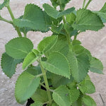 4 Green Cuban Oregano Plants Live, 3 to 5 Inches Tall, Live Cuban Oregano Plants, Cuban Oregano Plant Pot, Cuban Oregano Well Rooted