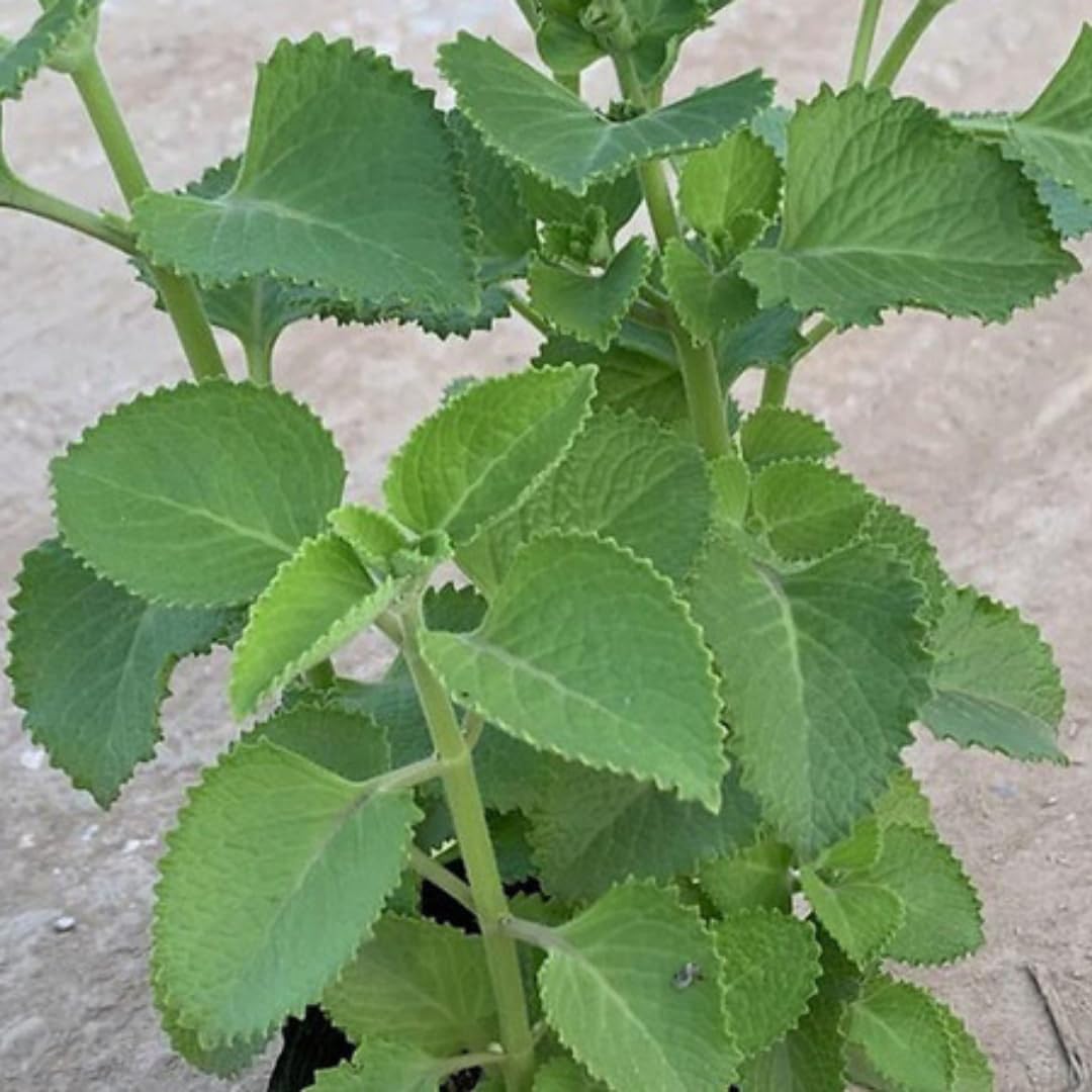 4 Green Cuban Oregano Plants Live, 3 to 5 Inches Tall, Live Cuban Oregano Plants, Cuban Oregano Plant Pot, Cuban Oregano Well Rooted