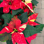 2 Poinsettia Plants Live, Variegated Poinsettia Flowers Christmas Decorations, Holiday Houseplant, Poinsettias Trees Plants, No Pot, 5-9" Tall
