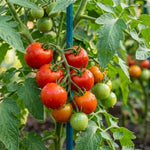 Super Bush Tomato Plant Live, Red Fruit, Tomato Vegetable Plant Live for Outdoors Gardening, 4-6 Inches Tall in 4 Inch Pot