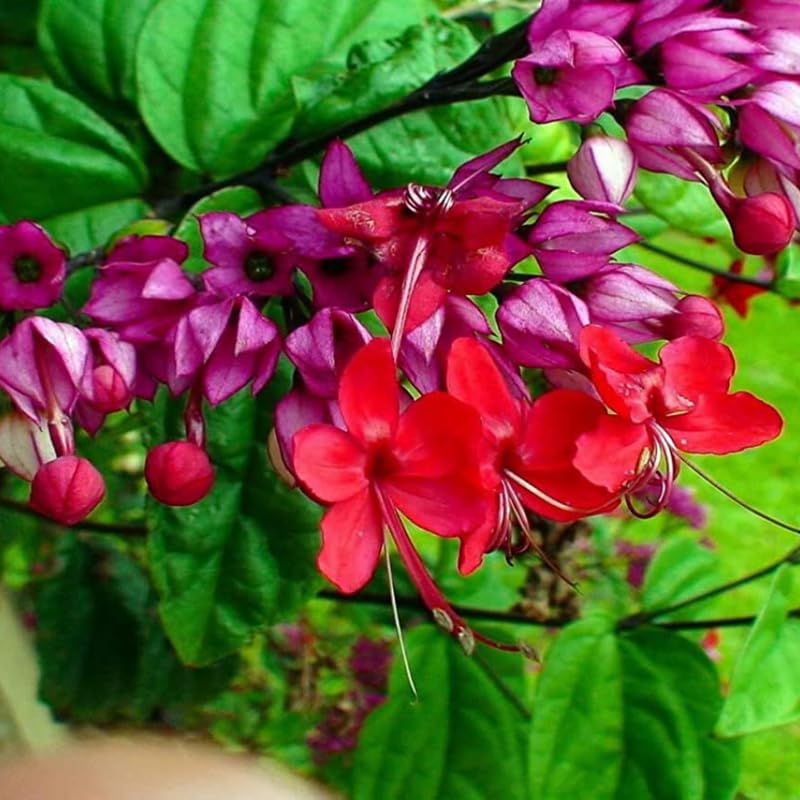 Clerodendrum Plants Live Well-Rooted for Outdoor Planting, Red Purple Clerodendrum Thomsoniae Bleeding Heart Tropical Live Plant, 5"-9" in Tall