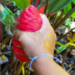 12 Zingiber Zerumbet Awapuhi Shampoo Ginger Roots, Red Pinecone Ginger Rhizomes for Outdoor Planting