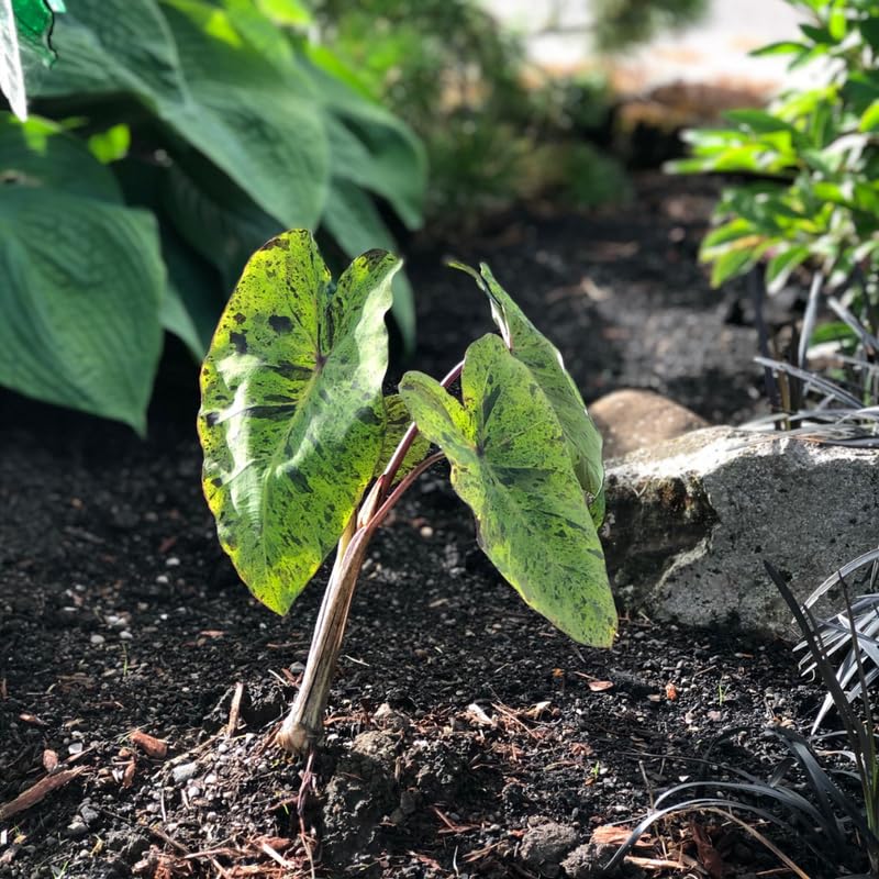 Colocasia Live Plant, 4-8'' Tall, Elephant Ear Plant, Esculenta Taro Alocasia Housplant, Indoor Outdoor Planting (Spotted)