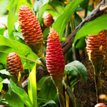 4 Awapuhi Shampoo Ginger Roots to Grow, Zingiber Zerumbet Fresh Ginger Rhizomes, Ginger Lily Red Pinecone Ginger Roots Perennial Garden