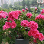2 Pink Geranium Plants Live, Geranium Live Plants Flower Garden