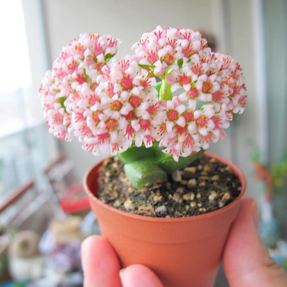 Spring Crassula Succulent Live Plant in 2 Inch Pot, Compact Succulents Full Rooted from 3-5 Inches Tall, Easy Care for