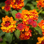 Pack 2 Lantana Live Plants for Planting, Hardy Perennial Lantana Bushes Well Rooted 4-7 Inches, Assorted Blooms (Orange Flowers)
