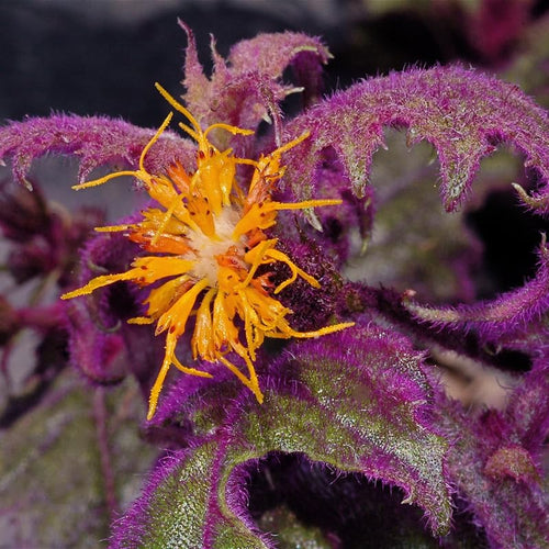 2 Purple Passion Plants Live, 4-9 Inch Tall, Gynura Aurantiaca Purple Velvet Passion Live Plants Grown As Houseplants to Grow Your Garden, Royal Velvet Plant Indoor