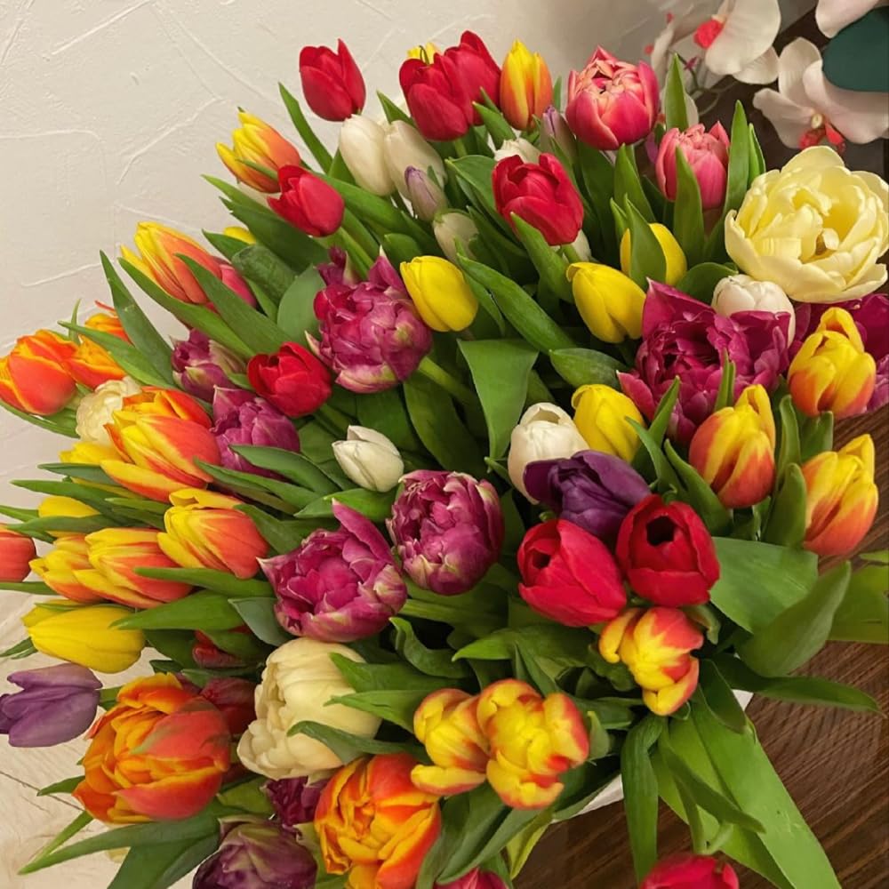 25 Tulip Bulbs for Spring Planting, Mix Large Tulip Bulbs for Fall Planting, Flower Bulbs