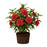 Live Rose of Sharon Plant 6-13" Tall, Althea Hibiscus Bush Well Rooted, Hardy Fragrant Hibiscus Syriacus Flowering Plant - Red Blooms