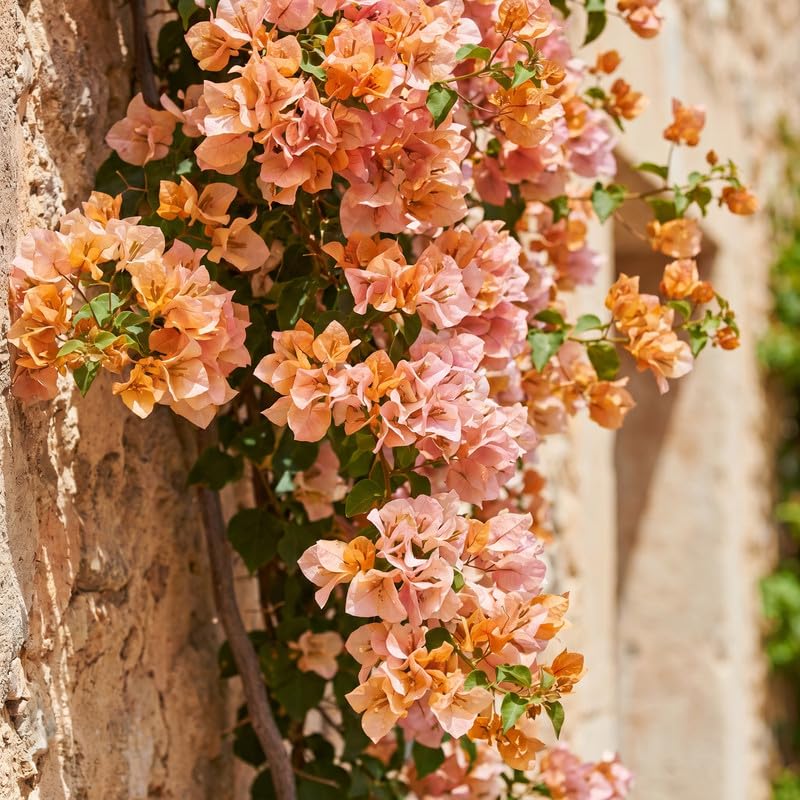 Set 2 Light Orange Bougainvillea Live Plants 4-7 Inches Tall, Vibrant Bumgainvillea Flowering Vines for Garden, Patio Containers and Indoor Growing