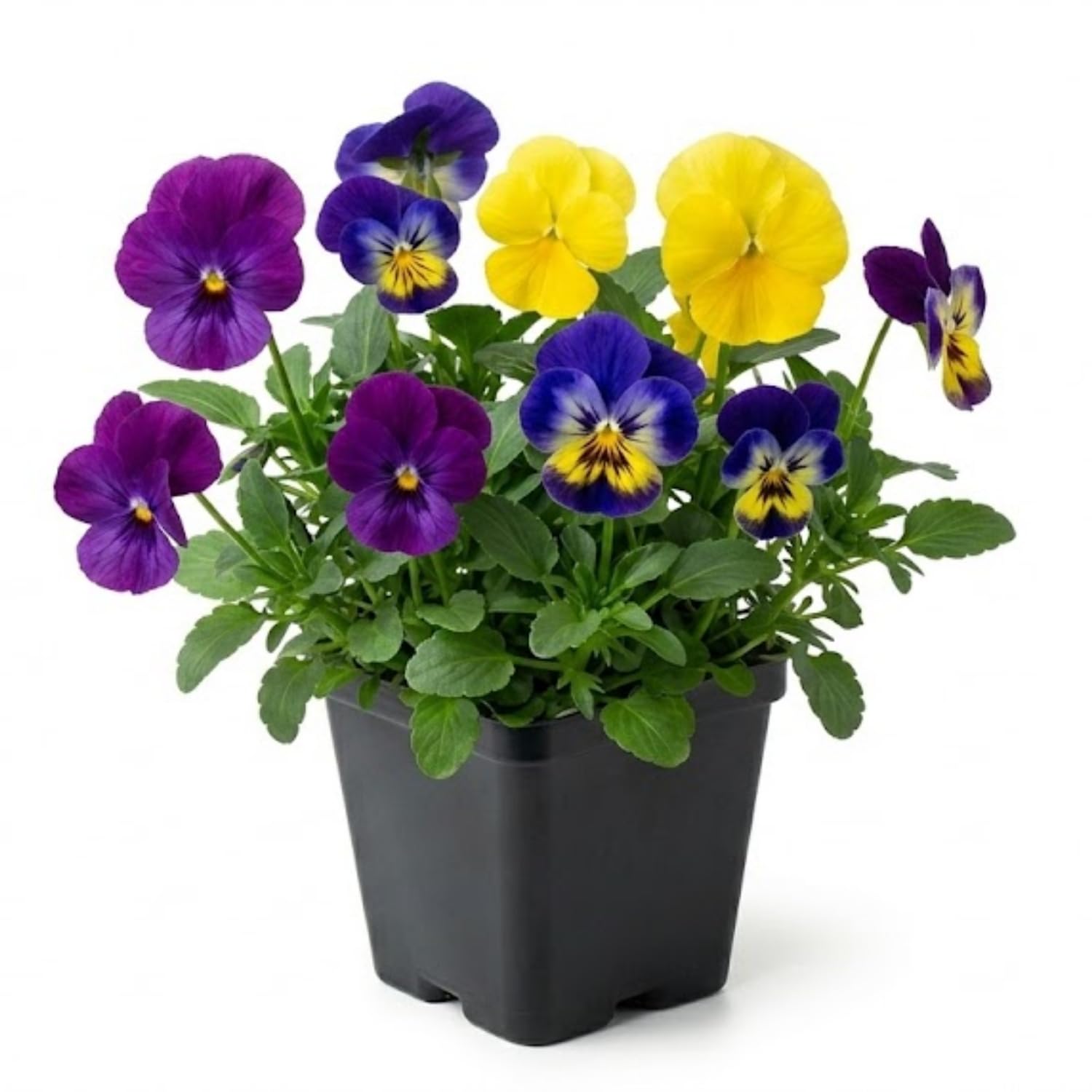 Mix Pansy Plants, Coloful Pansies Plant in 4 Inch Pot, Annual Flower Plant, 4-6" Tall Plants for Garden