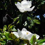 Sweetbay Magnolia Plant Live, 8 to 11 Inches Tall, Magnolia Tree Live Plant for Gardening Shrub Plant Outdoors