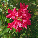 Red Oleander Live Plant, Oleander Flower Plants Shrub, Outdoor Growing 4-8 Inches