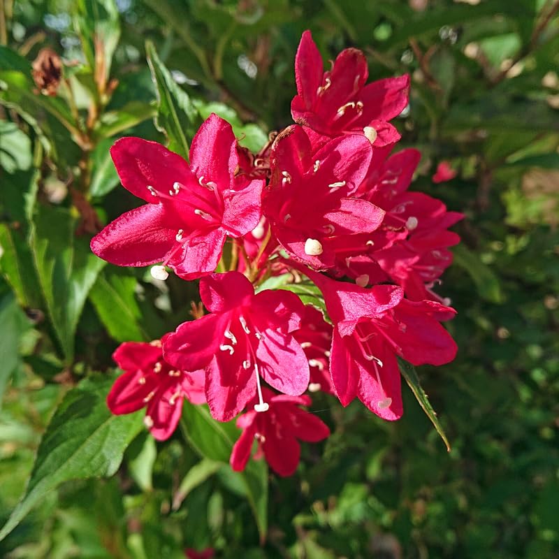 Red Oleander Live Plant, Oleander Flower Plants Shrub, Outdoor Growing 4-8 Inches