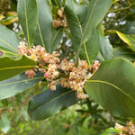 Bay Leaf Tree 5-7 inch, Sweet Bay Laurel Live Plant, Laurus Nobilis Ready to Grow Outdoor