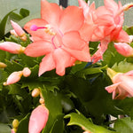 Peachy Yellow Thanksgiving Cactus Plant Live, Vibrant Holiday Flowering Cactus 4 Inch Pot, Indoor Houseplant