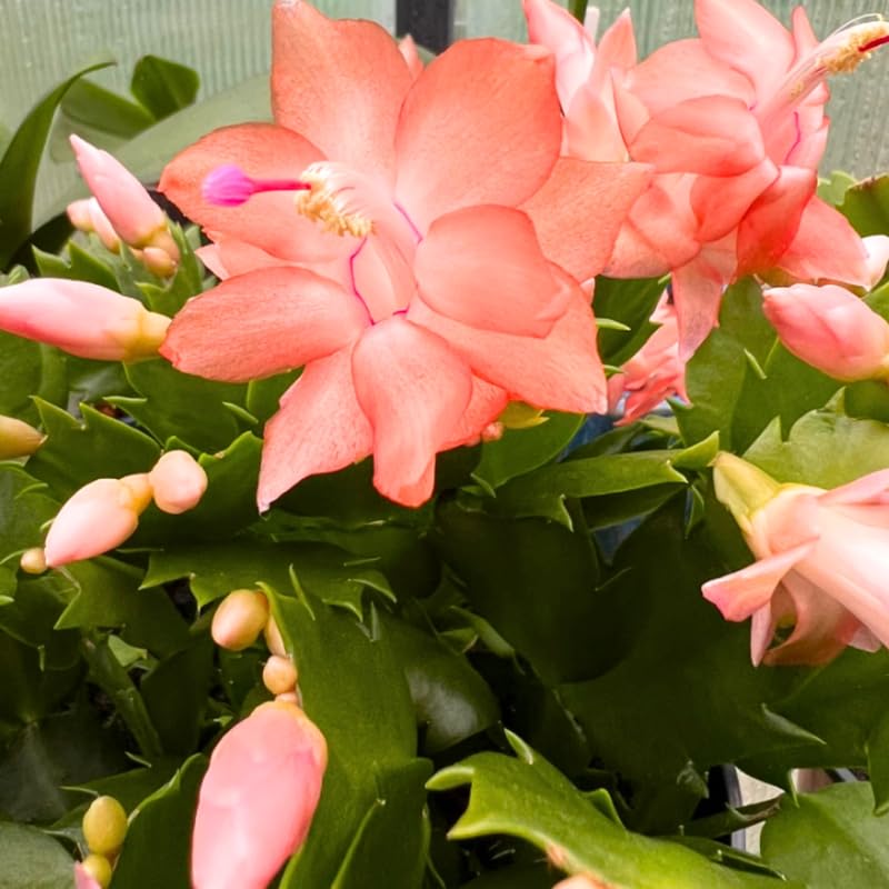 Peachy Yellow Thanksgiving Cactus Plant Live, Vibrant Holiday Flowering Cactus 4 Inch Pot, Indoor Houseplant