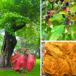 Set 5 of 1 Year Old Sassafras Tree Live Plant Bare Root, Fragrant, 12-18" Yellow Red Color in Fall, Seedling Sassafras Plants
