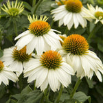 Coneflower Plant, Echinacea Flowering Plants Live, Indoor Outdoor Planting 5 Inch Tall