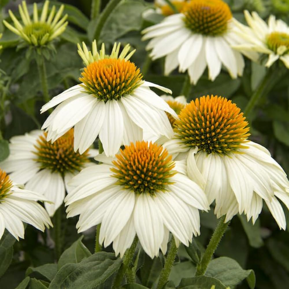 White Coneflower Plant, Echinacea Flowering Plants Live, Indoor Outdoor Planting 5 Inch Tall