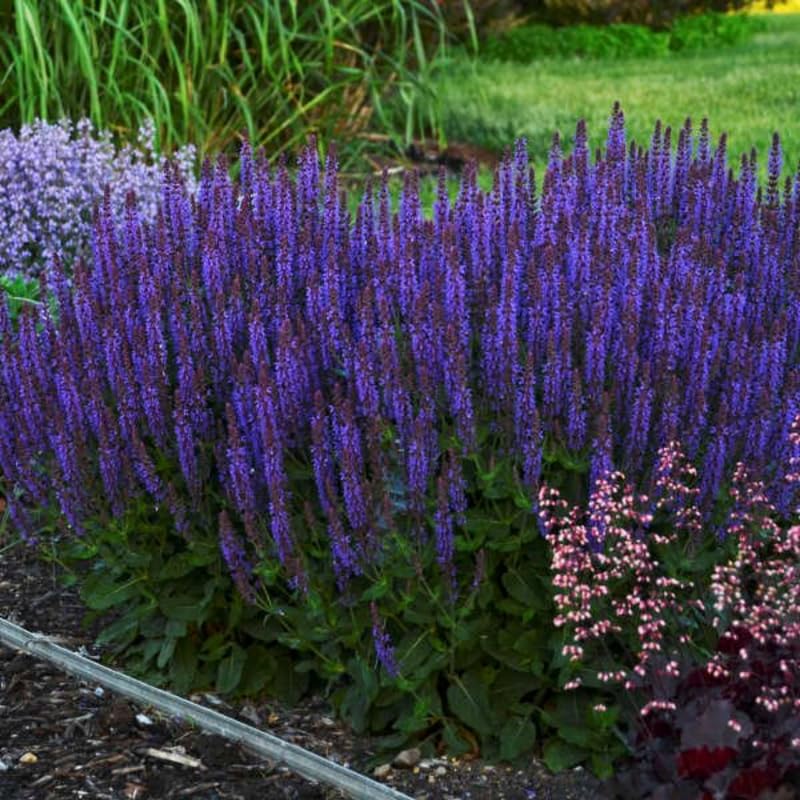 4 Fragrant Sage Salvia Live Plants, Planting in Spring Sage Plants Live, 5 to 10 Inches in Tall, Change Color (Blue-Purple)