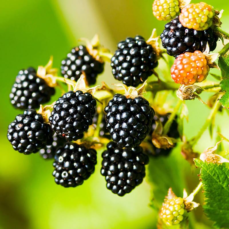 2 Thornless BlackBerry Plants Live for Planting, Sweet BlackBerry Bushes Trees, 5 to 8 Inches Tall, Blackberries Fruit Trees (Navaho BlackBerry)