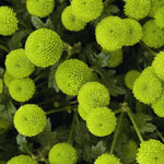 Chrysanthemum Flower Plant, Green Mums Plant Live for Gardening, 5 to 7 Inc Tall Well Rooted
