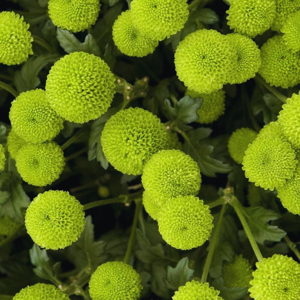 Chrysanthemum Flower Plant, Green Mums Plant Live for Gardening, 5 to 7 Inc Tall Well Rooted