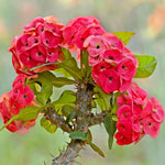 Red Crown of Thorn Live Plant, Euphorbia Milii Succulent Plant Potted 4-7 Inch Tall, Live Indoor Houseplant