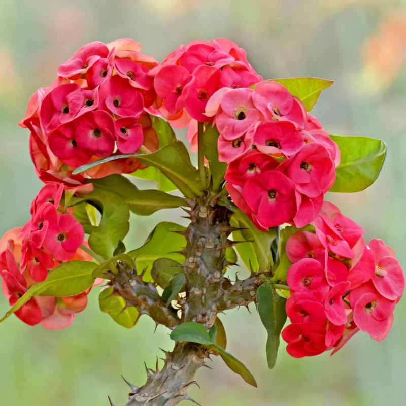 Red Crown of Thorn Live Plant, Euphorbia Milii Succulent Plant Potted 4-7 Inch Tall, Live Indoor Houseplant