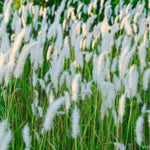 2 Grass Ornamental Grasses Seedlings, Live Grass Perennial Hardy Ornamental Plants, Outdoor Planting, 5-9" Tall (White Fountain)