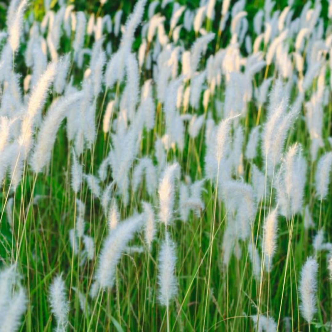 2 Grass Ornamental Grasses Seedlings, Live Grass Perennial Hardy Ornamental Plants, Outdoor Planting, 5-9" Tall (White Fountain)