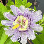 Passion Flower Plant Live, 5 to 8 Inch Tall Passiflora Vine, Fragrant Climbing Plant for Garden or Trellis, No Pot, Well-Rooted (Light Purple Passion Flower)