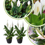 Pack 2 Peace Lily Plants, Peace Lily Houseplant, Well Rooted Indoor House Plant 4-7 Inch Tall, Green Foliage